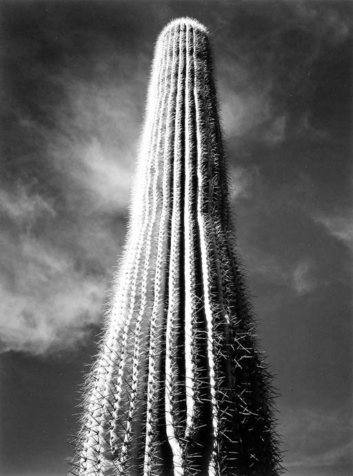 ANSEL ADAMS