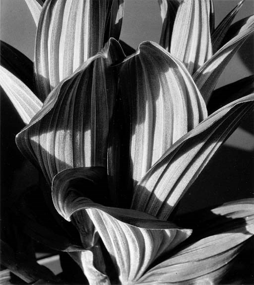 IMOGEN CUNNINGHAM