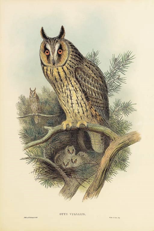 John Gould (1804-1881)