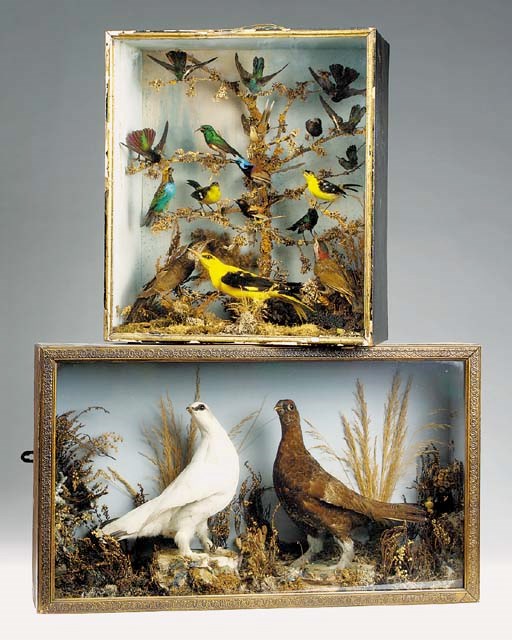 A cased collection of stuffed exotic birds, late 19th century