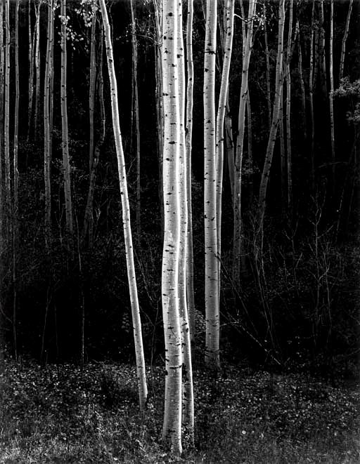 ANSEL ADAMS