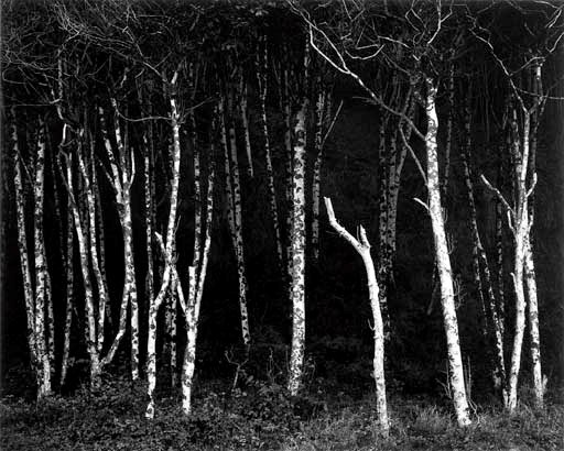 ANSEL ADAMS