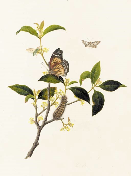 Seven studies in gouache on paper
19th century