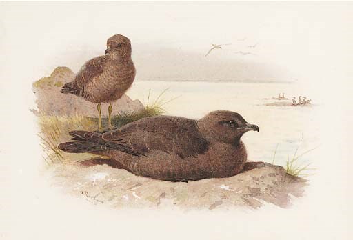 Archibald Thorburn (1860-1935)