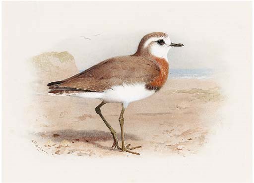 Archibald Thorburn (1860-1935)
