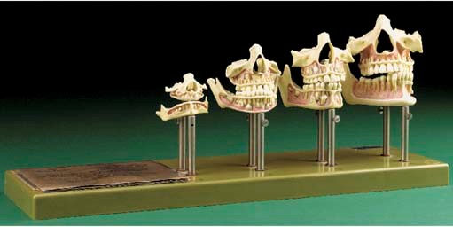 A model series of the development of the jaw and teeth by Adam Rouilly,