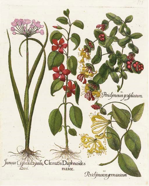 BASILIUS BESLER (1561-1629)