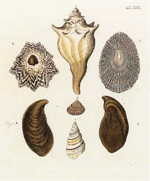 GEORG WOLFGANG KNORR AND J.A. JONIGER (ACTIVE 18TH CENTURY)