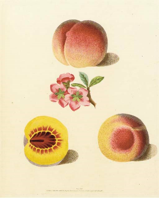 GEORGE BROOKSHAW (1751-1823)