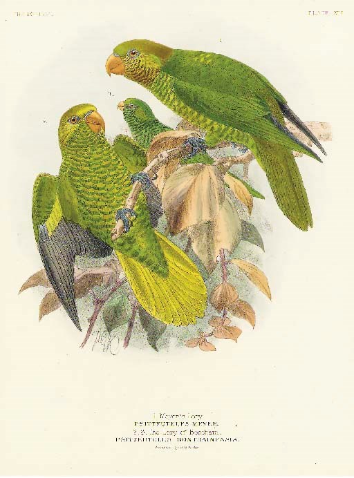 JOHN GERRARD KEULEMANS (1842-1912)