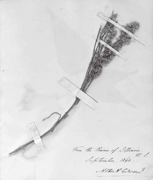 EDWARD VII, King of Great Britain and Ireland (1841-1910); Alfred, Duke of Edinburgh and Duke of Saxe-Coburg and Gotha; Arthur, Duke of Connaught. Album containing pressed flowers and leaves from journeys in the United States of America, Canada, Europe, the Holy Land and the Aegean, signed and inscribed by Edward VII (8 pages, once as 'Albert Edward', the remainder with initials 'A.E.'), Prince Alfred (7 pages), Prince Arthur (2 pages) and others, September 1860 - 1 April 1865.