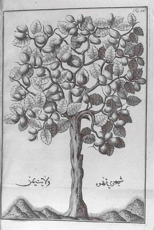 SPON, Jacob (1647-85).  Bevanda Asiatica: hoc est; physiologia potus café, [?Geneva: no printer], 1705. 4° (210 x 163mm.). Engraved illustration on title of a Turk holding a dish of coffee, 5 folding engraved plates only. (Of 6, lacks last leaf of directions to the binder, text lightly browned throughout). 20th-century mottled boards. (Lightly rubbed).