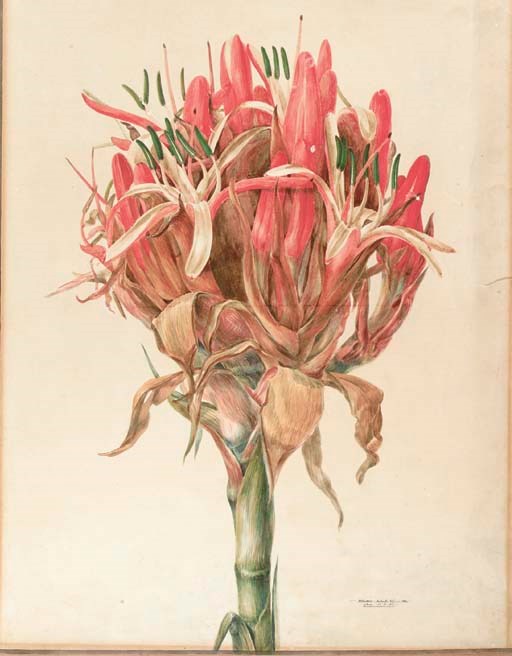 JOHN WILLIAM LEWIN (1770-1819)