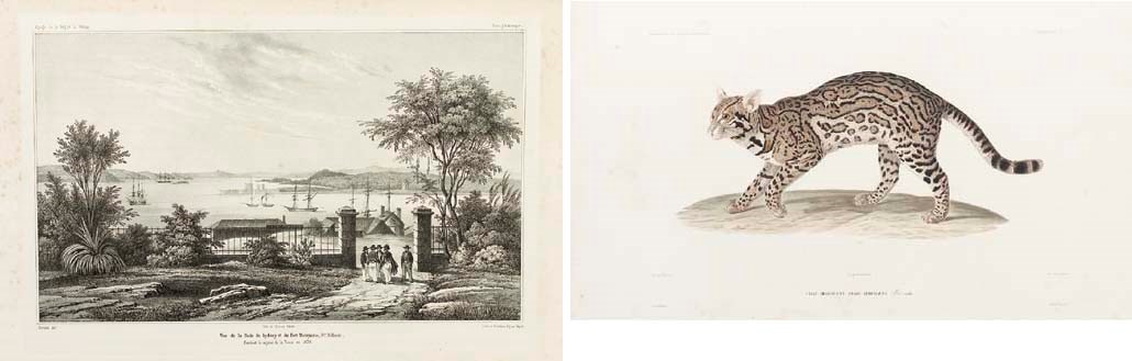 ABEL AUBERT DU PETIT-THOUARS (1793-1864)
