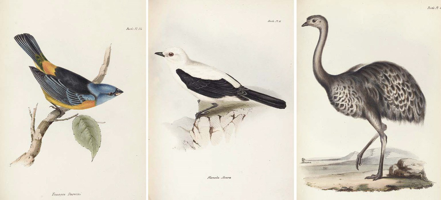 CHARLES ROBERT DARWIN (1809-1882, editor)