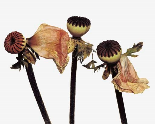 IRVING PENN