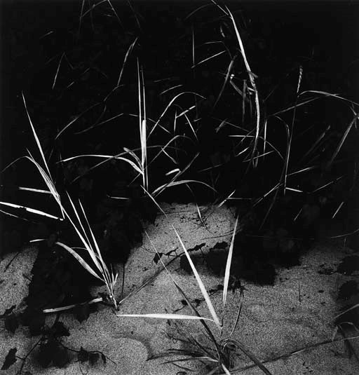 HARRY CALLAHAN