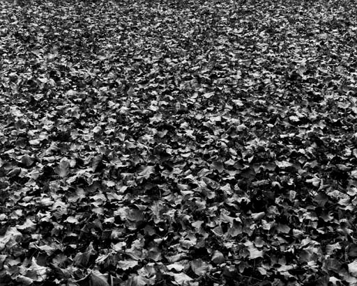HARRY CALLAHAN