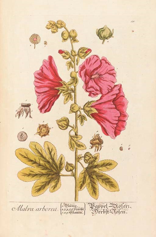 Elizabeth Blackwell (c.1700-1758)