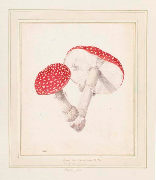 [Louisa Finch, Countess of Aylesford (1760-1832)]
