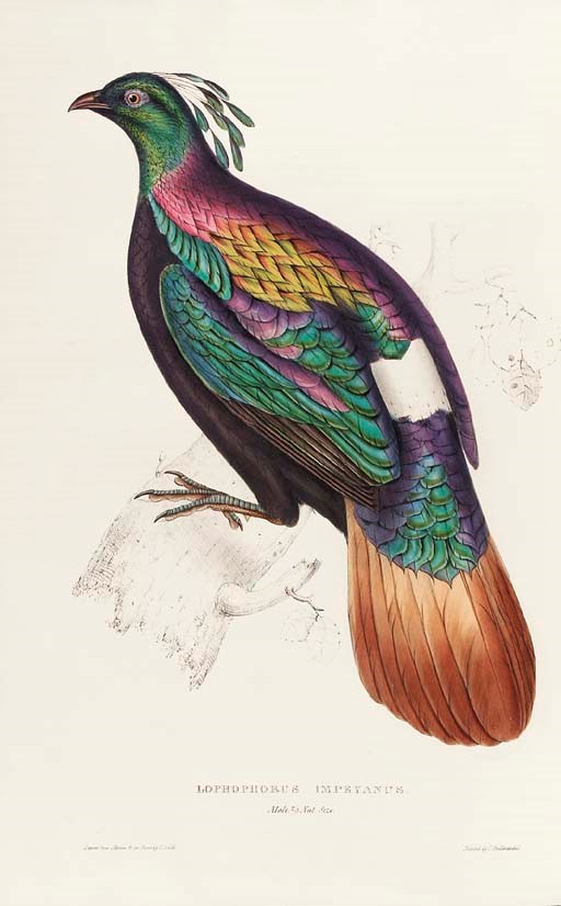 John Gould (1804-1881) & Nicholas Aylward Vigors (1787-1840)