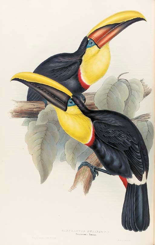 John Gould (1804-1881)