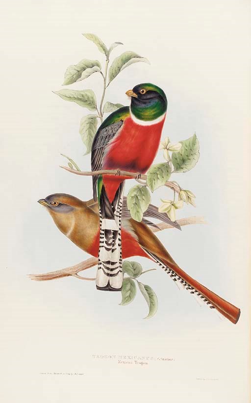 John Gould (1804-1881)