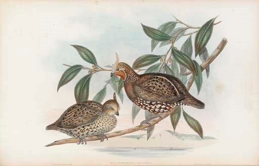 John Gould (1804-1881)
