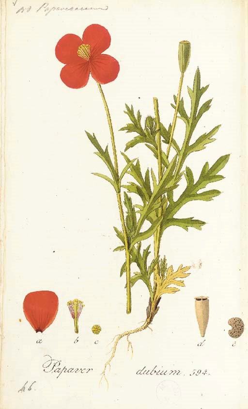 KOPS, Jan, H.C. van HALL, F.A.W. MIQUEL and others. Flora Batava. Amsterdam: J.C. Sepp and Son, Leiden: De Breuk & Smits, Haarlem: De erven Loosjes, The Hague: Martinus Nijhoff, [1800-] 1934 [-1940].