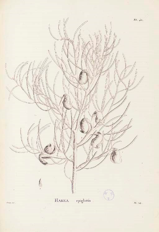 LABILLARDIERE, Jacques-Julien, Hauton de (1775-1834). Novae Hollandiae plantarum specimen. Paris: D. Huzard, 1804-1806.