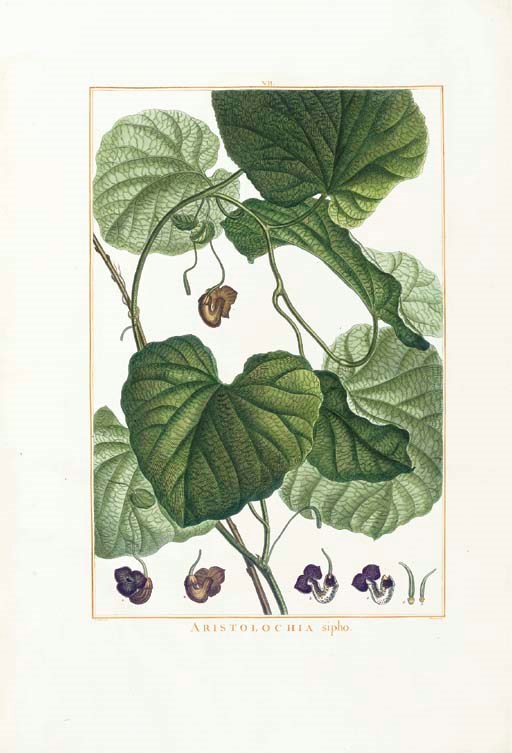 L'HÉRITIER de Brutelle, Charles Louis (1746-1800). Stirpes novae, aut minus cognitae, quas descriptionibus et iconibus illustravit. Paris: Philippe-Dionysius Pierres, 1784-1785[-1791].