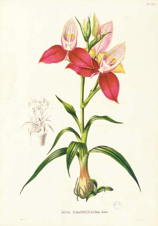 LINDEN, Jean-Jules Linden (1817-1898). Pescatorea. Iconographie des Orchidées. Brussels: M.Hayez, 1860.