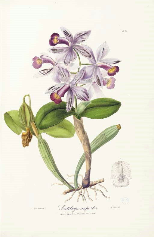 LINDLEY, John (1799-1865). Sertum Orchidaceum: a wreath of the most beautiful Orchidaceous flowers. London: James Ridgway and Sons, 1838.