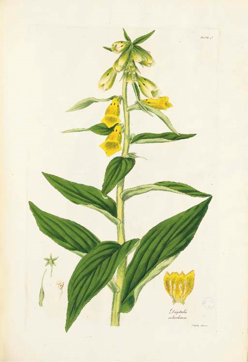 LINDLEY, JOHN. Digitalium Monographia; sistens historiam botanicam generis, tabulis omnium specierum hactenus cognitarum illustratam, ut plurimum confectis ad icones Ferdinandi Bauer penes Gulielmum Cattley. London: Arthur Taylor for J.H. Bohte, 1821.
