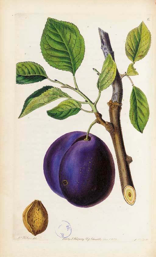 LINDLEY, John. Pomologia Britannica; or, figures and descriptions of the most important varieties of fruit cultivated in Great Britain. London: J. Moyes for Henry G. Bohn, 1841.