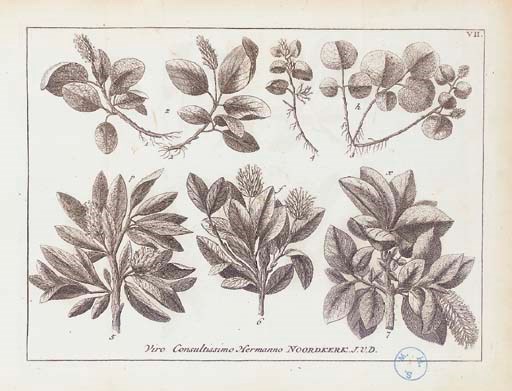 LINNAEUS, Carolus (1707-1778). Flora Lapponica exhibens plantas per Lapponiam crescentes. Amsterdam: S. Schouten, 1737.