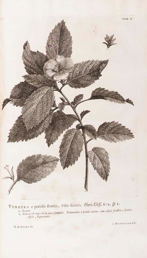 LINNAEUS, Carolus. Hortus cliffortianus. Amsterdam, 1737 [i.e., 1738].