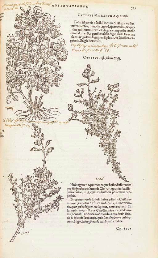 LOBEL, Matthias de (1538-1616). Plantarum seu stirpium historia. Antwerp: Christopher Plantin, 1576.