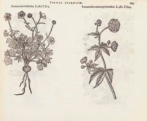 LOBEL, Matthias de. Plantarum seu stirpium icones. Antwerp: Chistopher Plantin, 1581.