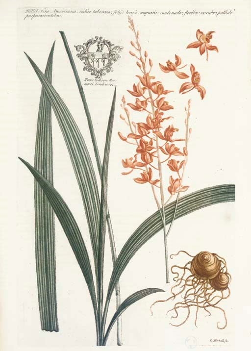 MARTYN, John (1699-1768). Historia plantarum rariorum. London: Richard Reily, 1728[-1738].