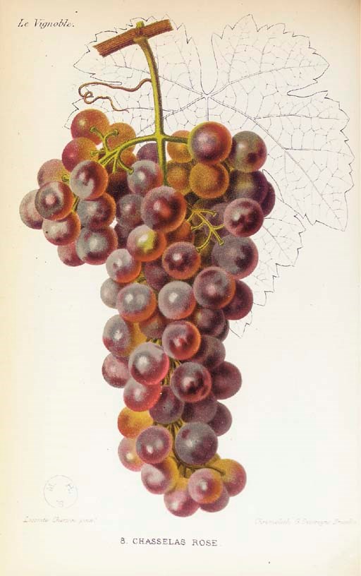 MAS, Alphonse (1817-1875) & Victor PULLIAT. Le Vignoble ou histoire, culture et description... des vignes a raisins de table et a raisins de cuve. Paris: Pierre Barbier for G.Masson, 1874-1879.