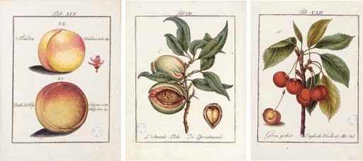 MAYER, Johann Prokrop (1737-1804). Pomona Franconica. Description des Arbres Fruitiers... [...oder natürliche Abbildung und Beschreibung der besten und vorzüglichen Europäischen Gattungen der Obstbäume und Früchte welche in dem Hochfürstlichen Hofgarten zu Würzburg gezogen werden]. Nuremberg: Adam Wolfgang Winterschmidt, 1776-79 and 1801.