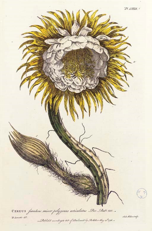 MILLER, Philip (1691-1771). Figures of the most Beautiful, Useful, and Uncommon Plants described in The Gardeners Dictionary... London: Printed for the Author; to be sold by John and Francis Rivington, and others, 1771.