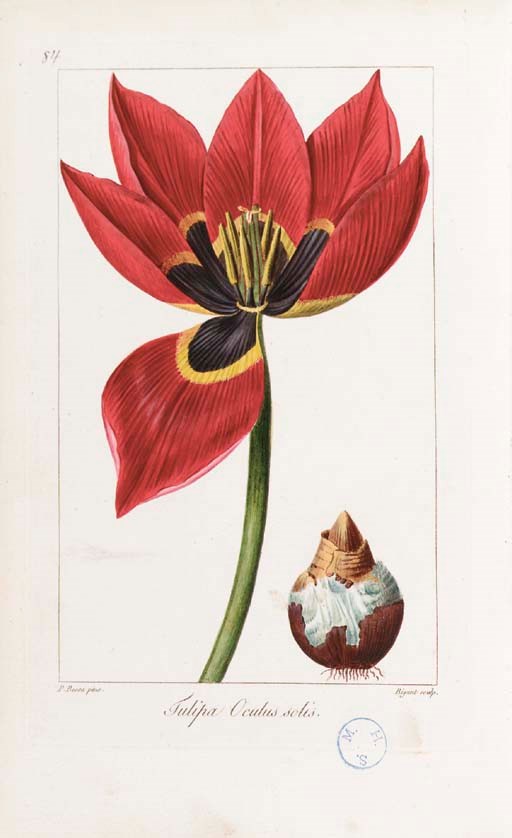 MORDAUNT DE LAUNAY, Jean Claude Michel & Jean Louis Auguste LOISELEUR-DESLONGCHAMPS. Herbier général de l'amateur, contenant la description, l'histoire, les propriétés et la culture des vigitaux utiles et agriables. Paris: [vol. I:] Didot jeune [vols. III-VIII:] Fain for Audot, 1816-1827.