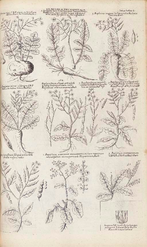 MORISON, Robert (1620-1683). Plantarum historiae universalis Oxoniensis pars Secunda [Tertia] seu herbarum distributio nova, per tabulas cogationis & affinitatis ex libro naturae observata & detecta. -- Plantaraum umbelliferarum distributio nova. Oxford: E Theatro Sheldoniano, 1680-99, 1672.