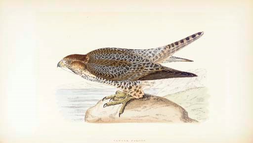 [ORNITHOLOGY]. -- BREE, Charles Robert. A History of the Birds of Europe, not observed in the British Isles. London: Groombridge and Sons, 1866-67. 4 volumes, 8o (242 x 151 mm). Color lithographic plates. Contemporary black morocco gilt, marbled boards, top edges gilt (some edgewear). Provenance: Randolph Jenks (bookplates). Later edition. Nissen IVB 136. -- BENDIRE, Charles. Life Histories of North American Birds. Smithsonian Institution. United States National Museum. Special Bulletin. Washington, D.C., 1892-95. 2 volumes, 4o. Color lithographic plates. Original cloth (some wear). 	 (6)