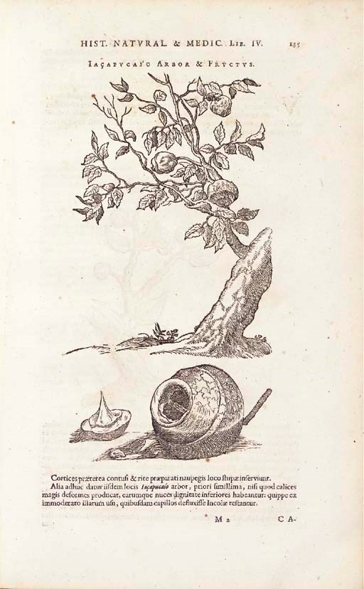 PISO, Willem (1611-1678), author and editor. Indiae utriusque re naturali et medica libri quatuordecim. Amsterdam: Louis and Daniel Elzevir, 1683.