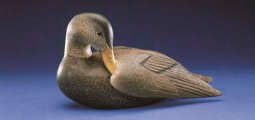 A BLACK DUCK