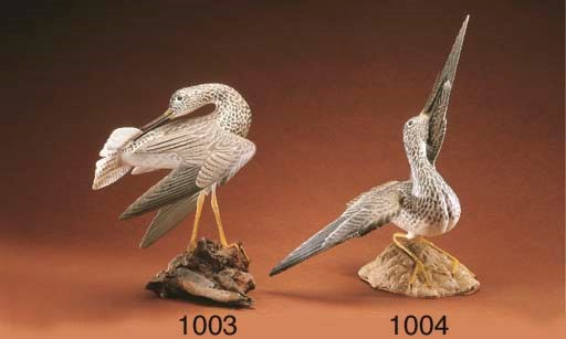 A VERY UNUSUAL YELLOWLEGS