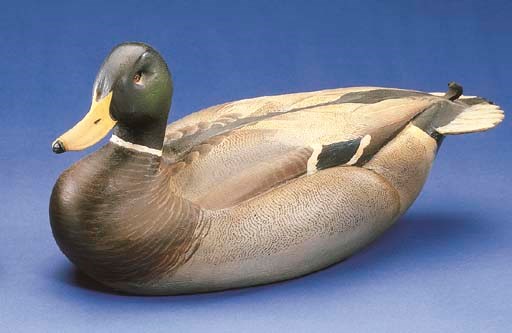 A MALLARD DRAKE